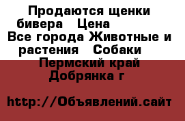 Продаются щенки бивера › Цена ­ 25 000 - Все города Животные и растения » Собаки   . Пермский край,Добрянка г.